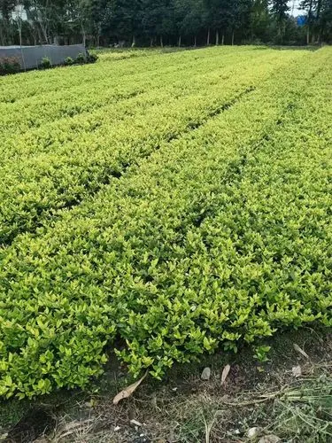 花溪壹号院二期绿化工程